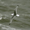Kittiwake over a windswept north sea.