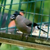 Female Bullfinch seen from nature hide at Washington Wetland Centre.