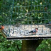 A basket full of Bullfinchs seen from nature hide at Washington Wetland Centre.