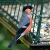 A male Bullfinchs on feeder, seen from nature hide at Washington Wetland Centre.