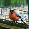 A male Bullfinchs on feeder, seen from nature hide at Washington Wetland Centre.