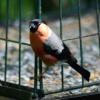 A male Bullfinchs on feeder, seen from nature hide at Washington Wetland Centre.