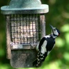 Great Spotted Woodpecker on feeder, seen from nature hide at Washington Wetland Centre.