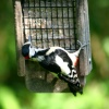 Great Spotted Woodpecker on feeder, seen from nature hide at Washington Wetland Centre.
