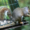 Grey Squirrel stealing from bird feeder, seen from nature hide at Washington Wetland Centre.