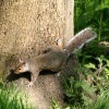 Grey Squirrel in woods at Washington Wetland Centre.