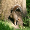 Grey Squirrel in woods at Washington Wetland Centre.