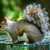 Grey Squirrel on bird feeder at Washington Wetland Centre.