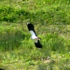 Lapwing flying over the lagoon.