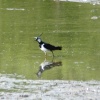 Lapwing in the lagoon, at Washington Wetland Centre.