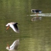 Redshanks at the lagoon, at Washington Wetland Centre.