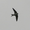 House Martin flying over Herrington Country Park.