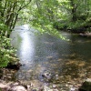 Hamsterley Forest