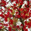 Maple colours