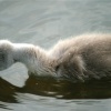 Mute Swan Cygnet.