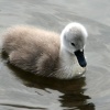 Mute Swan Cygnet.