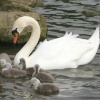Mute Swan Family.