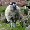 Near Little Longstone