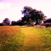 Buttercups