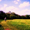 Buttercup meadows