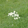 Regent's Park