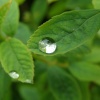 Raindrop