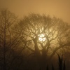 Winter in The Park