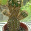 A Startled Cactus in Gravesend!