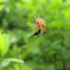 Spider eating his dinner..yum