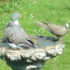 Wood Pigeon and Collar Dove in a Gravesend Garden