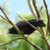 Carrion Crow