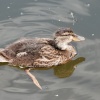 Mallard duckling