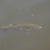 Trout