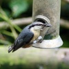 Nuthatch on feeder