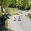Traffic jam, Crummock