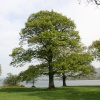 Oaks beside Bassenthwaite Lake