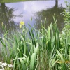 Wildflowers
