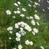 Wildflowers