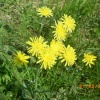 Wild flower