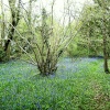 Crudwell/Kemble Wood