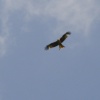 Wildlife, Fermyn Woods Country Park
