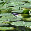 Grey Wagtail feeding on lily pads.