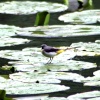 Grey Wagtail on lily pads