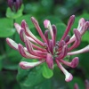 Honersuckle in Walled Garden