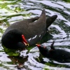 Moorhen feeding chick on lake at wallington Hall.