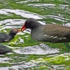 Moorhen feeding chick.