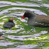 Moorhen feeding chick