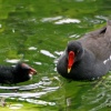Mother Moorhen feeding chick.