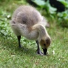 Young Canada Goose
