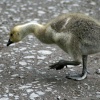 Young Canada Goose in the grounds of Wallington Hall.